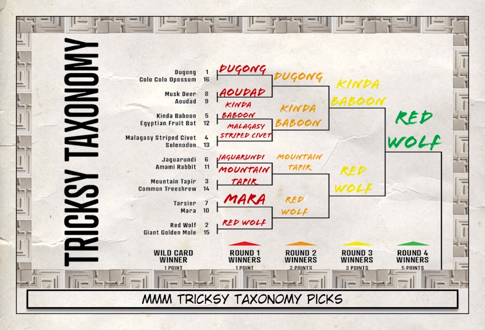 March Mammal Madness Picks for Tricksy Taxonomy Bracket Beyond
